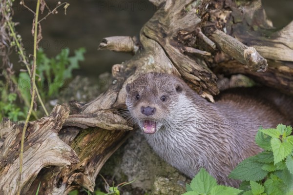 One Eurasian otter (Lutra lutra) resting on the pebbles of a river bank underneath a root of a