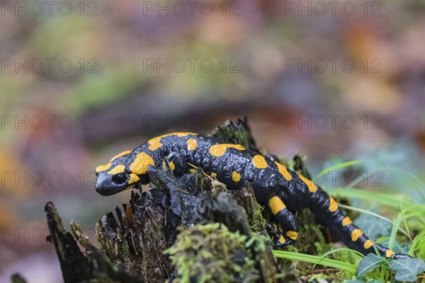 One fire salamander (Salamandra salamandra) rests on a tree stump on a rainy day. IUCN conservation