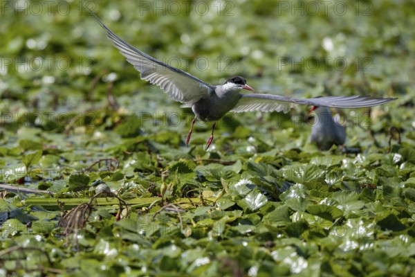 White-bearded Tern (Chlidonias hybrida), landing on the nest, egg visible, Danube Delta, Romania,