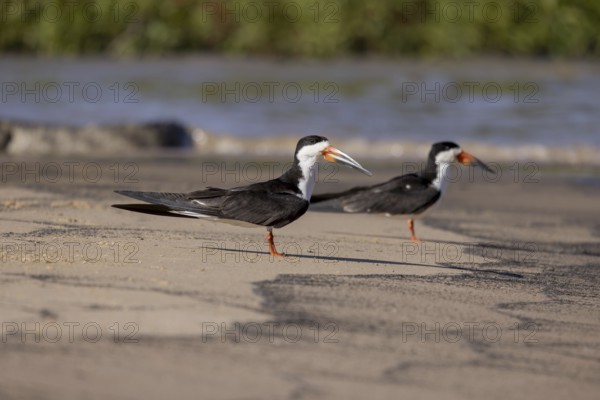 Black-mantled Skimmer's Beak (Rynchops niger), pair on sandbank, Pantanal, Brazil, South America