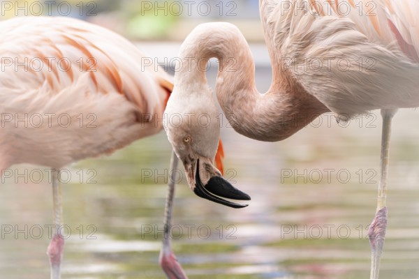 Flamingo (Phoenicopteridae) in section, head bent downwards towards the water, close-up, profile