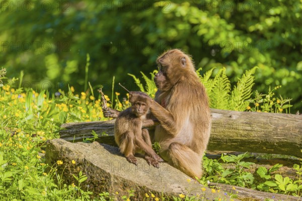 A female Gelada (Theropithecus gelada), or bleeding-heart monkey sits on a log grooming her baby