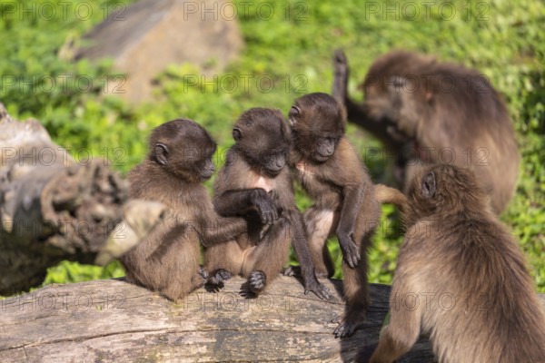 Three baby Gelada (Theropithecus gelada), or bleeding-heart monkey playing on a log