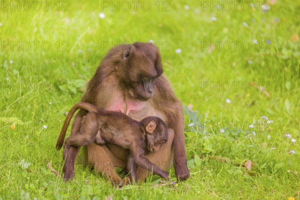 A female Gelada (Theropithecus gelada), or bleeding-heart monkey with her baby sits in a flowering