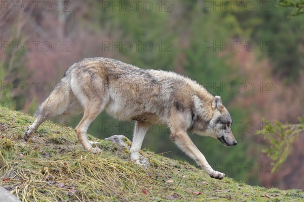 A male eurasian grey wolf (Canis lupus lupus) runs across a meadow down a hill