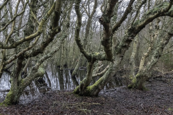 Birch trunks (Betula pendula), Amrum, Schleswig-Holstein, Germany, Europe