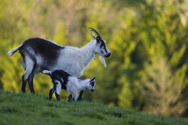 A female peacock goat (Capra aegagrus f. hircus) with her young is standing on a fresh green meadow