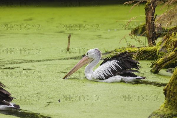 An Australian pelican (Pelecanus conspicillatus) swims in a duckweed-covered pond