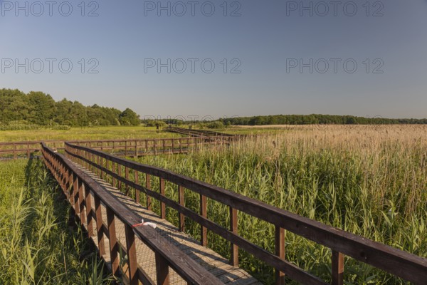 Boardwalk through the Narew Nationalpark in NE Poland. Tall reed grass on a clear and sunny day