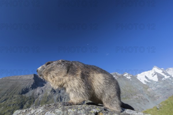 One adult Alpine Marmot, Marmota marmota, standing on a rock. Grossglockner Mountain in the distant