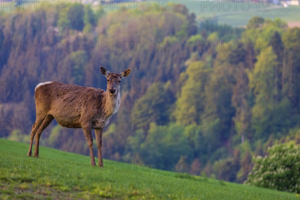 One female Altai maral, Altai wapiti or Altai elk (Cervus canadensis sibiricus) stands on a meadow