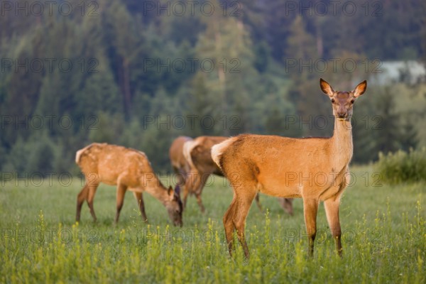 A herd of Altai maral hinds, Altai wapiti or Altai elk (Cervus canadensis sibiricus) stand in a