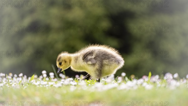 Canada goose chick (Branta canadensis) running through grass and daisies, looking for food,