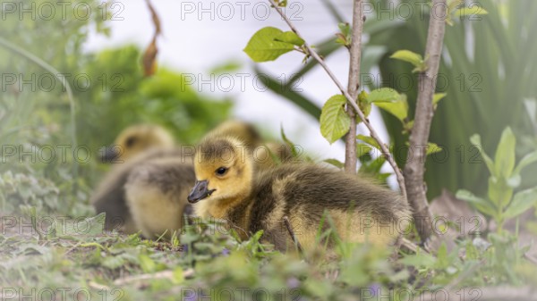 Canada goose chicks (Branta canadensis) four lying in grass and other undergrowth, background water
