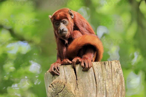 Venezuelan red howler, (Alouatta seniculus), adult on tree trunk vigilant, South America