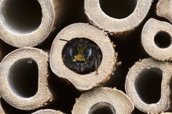 Horned mason bee (Osmia cornuta), looking out of its nesting tube, insect hotel, Oberhausen, Ruhr