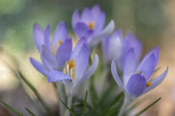 Elf crocus (Crocus tommasinianus), Emsland, Lower Saxony, Germany, Europe