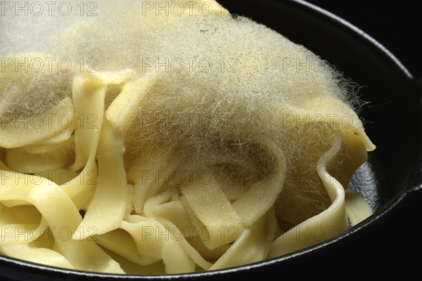 Mould on pasta, mould on food