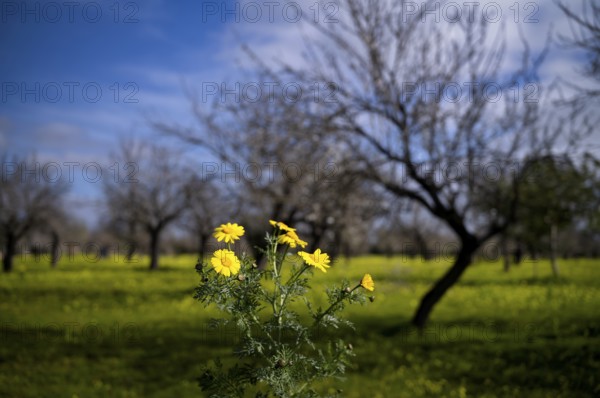 Yellow daisy (Coleostephus myconis), behind it almond blossom, almond trees, plantation, Santa