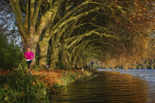 Essen, North Rhine-Westphalia, Germany - Young woman jogging on the lakeshore under trees with