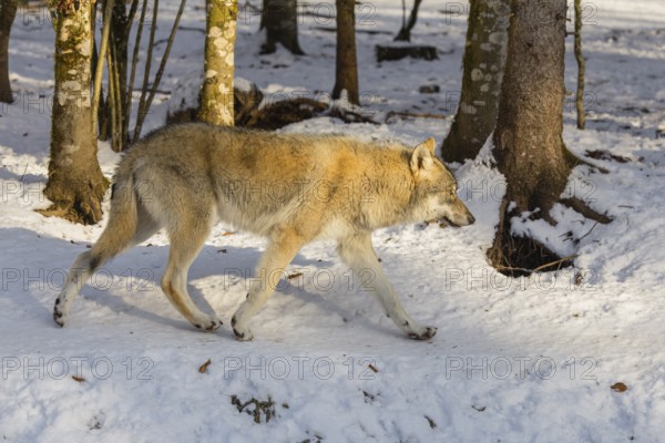 A young grey wolf (Canis lupus lupus) runs across the sloping, snow-covered meadow at the edge of a