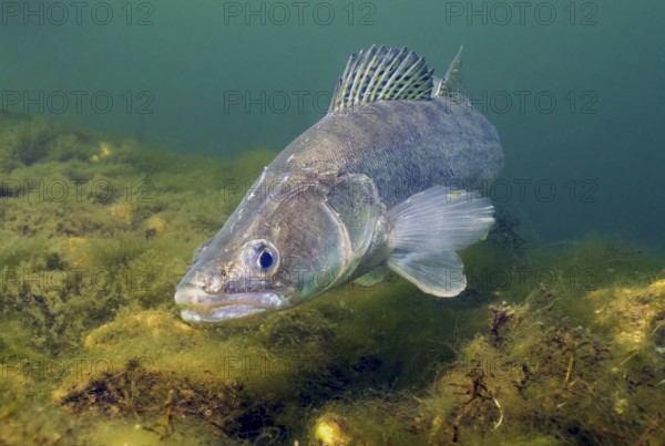 Close-up of zander (Sander lucioperca) predator standing in lake freshwater at shallow depth,