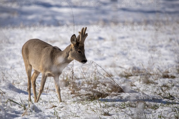 A roebuck in the snow in a peaceful winter landscape, antlers with velvet, Rotehorn City Park,