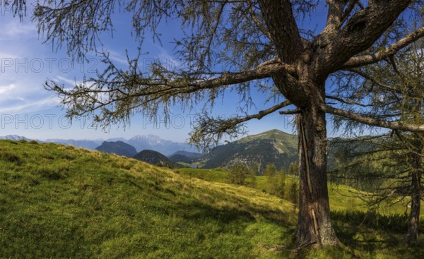 Lark on the Alpbichlalm with a view of the Trattberg, Osterhorn group, Salzkammergut, Salzburg