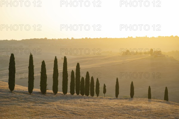 Typical Tuscan landscape in Val d'Orcia with hills, trees, fields, farmhouses and cypresses at