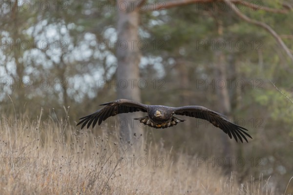 One white-tailed eagle (Haliaeetus albicilla) flying off of a pine tree standing in dry grass on