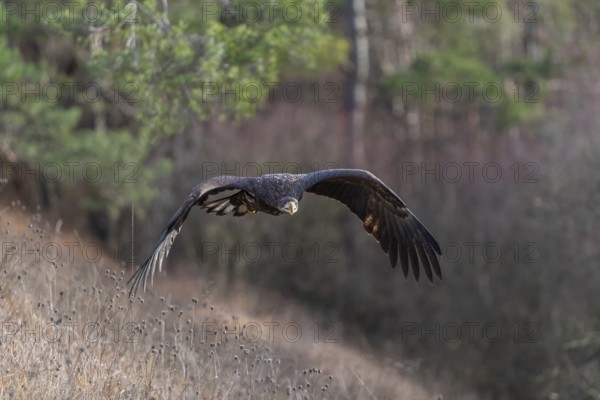 One white-tailed eagle (Haliaeetus albicilla) flying off of a pine tree standing in dry grass on