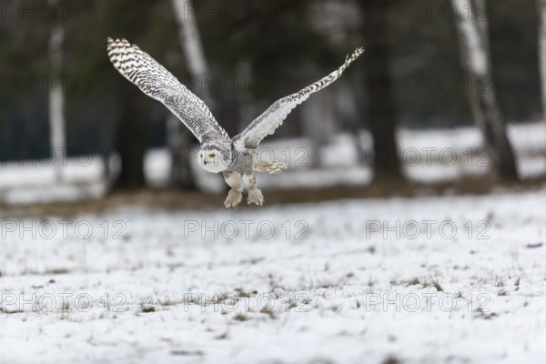 One snowy owl, Bubo scandiacus, Bubo scandiaca, Nyctea scandiaca flying over a snowy meadow with a