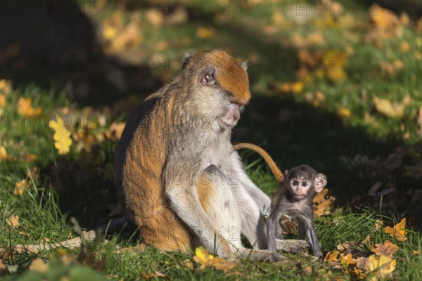 One female patas monkey (Erythrocebus patas)with her baby in late light on a green meadow