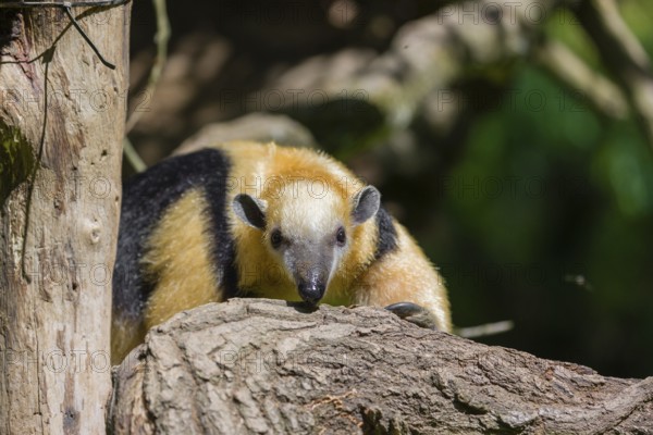A southern tamandua (Tamandua tetradactyla), sits in a tree, watching the surrounding