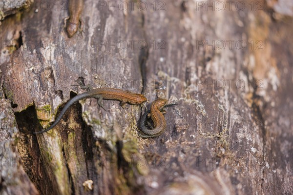 Baby viviparous lizards, or common lizard, (Zootoca vivipara, formerly Lacerta vivipara) sit on