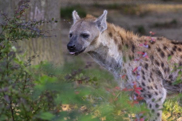 One young adult male spotted hyena (Crocuta crocuta), or laughing hyena standing behind some bushes