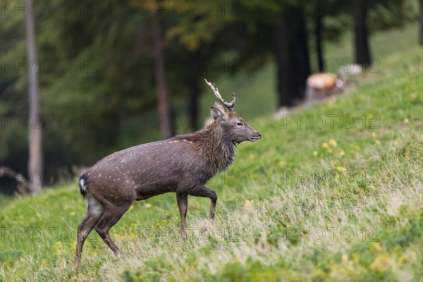 One male Manchurian sika deer or Dybowski's sika deer (Cervus nippon mantchuricus or Cervus nippon