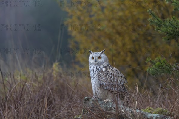 One Siberian Eagle Owl (Bubo bubo sibiricus) sitting on a grey rock between tall reed grass
