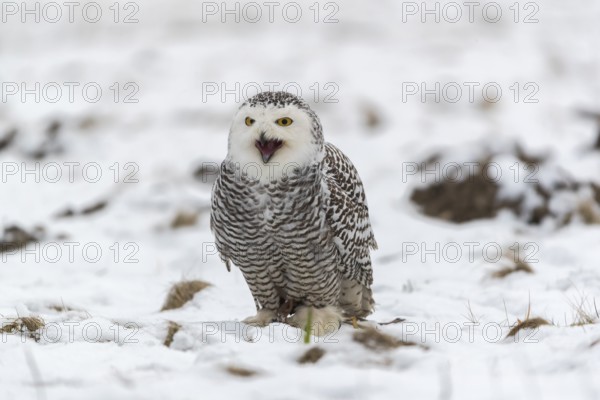One snowy owl, Bubo scandiacus, Bubo scandiaca, Nyctea scandiaca sitting on a snowy meadow,