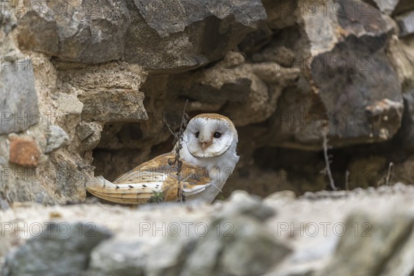 One barn owl (Tyto alba) sitting in a hole in a wall of a ruin of a monastery