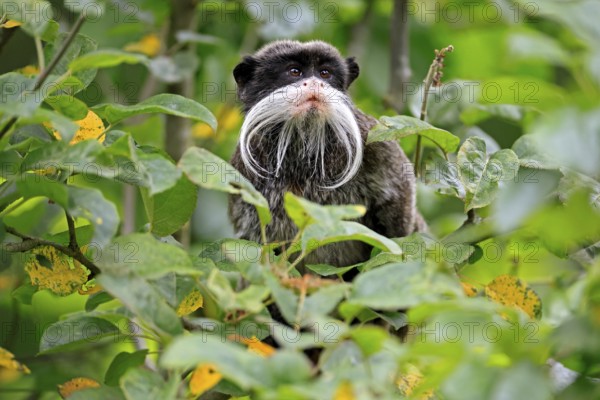 Emperor bearded tamarin (Saguinus imperator subgrisescens), adult, on tree, portrait, alert, South
