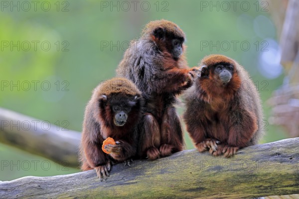 Coppery titi (Plecturocebus cupreus, Syn.: Callicebus cupreus), three coppery titi, group, feeding,