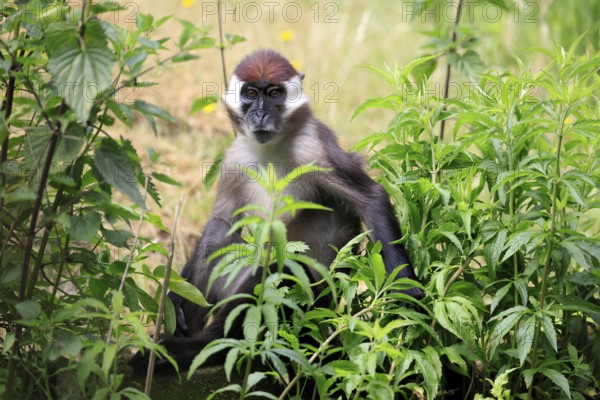 Red-crowned mangabey (Cercocebus torquatus), adult vigilant
