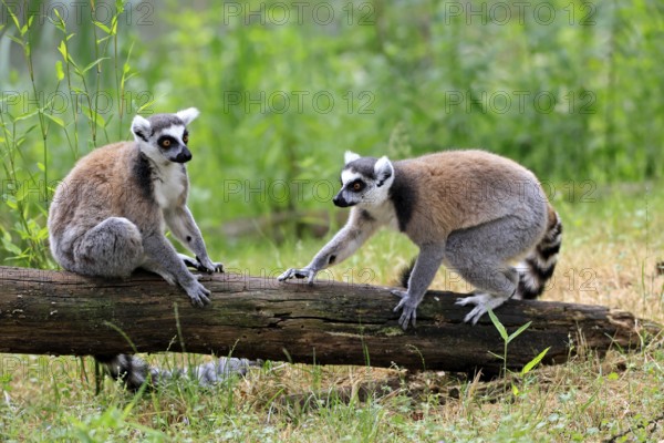 Catta (Lemur catta) adult, two cattas, sitting on a tree trunk, Magaskar