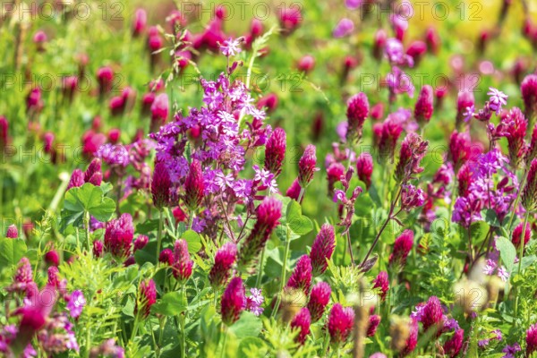 Flowering meadow with incarnate clover (Trifolium incarnatum) and red campion (Silene dioica) in
