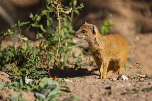 One yellow mongoose, Cynictis penicillata, or red meerkat walking over sandy terrain