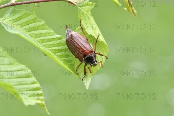 Wood cockchafer (Melolontha hippocastani), male, on leaves of a hornbeam (Carpinus betulus),