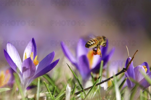 Bee, crocus blossom, early March, Germany, Europe