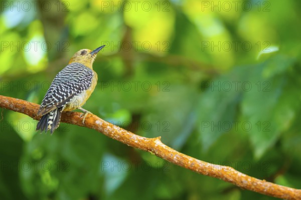Hoffman's Woodpecker (Melanerpes hoffmannii), Woodpeckers (Picidae), Alajuela, Costa Rica, Central