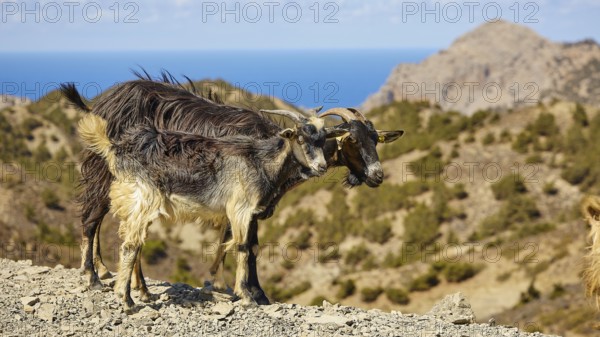 Two goats on rocky terrain with mountain and sea view, goat (s), free-range, central north of the